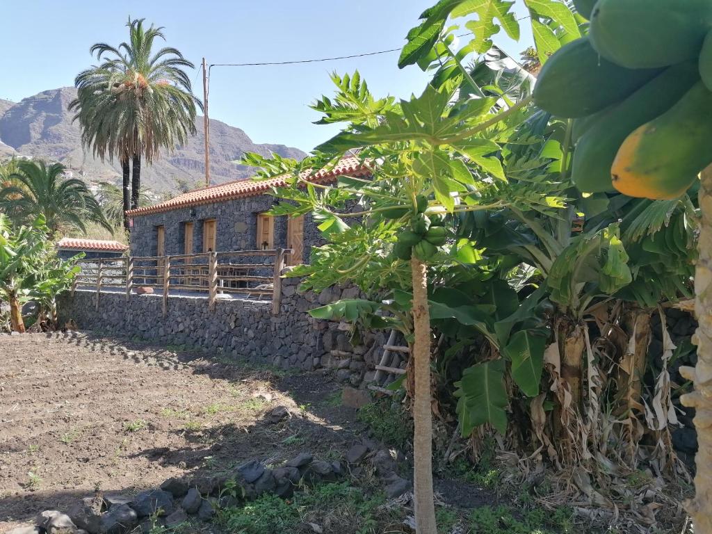 a banana tree in front of a building at Casa Juana in Valle Gran Rey