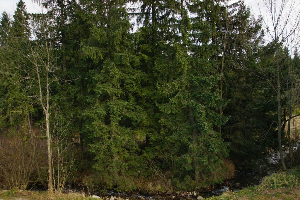 Príroda v okolí horskej chaty
