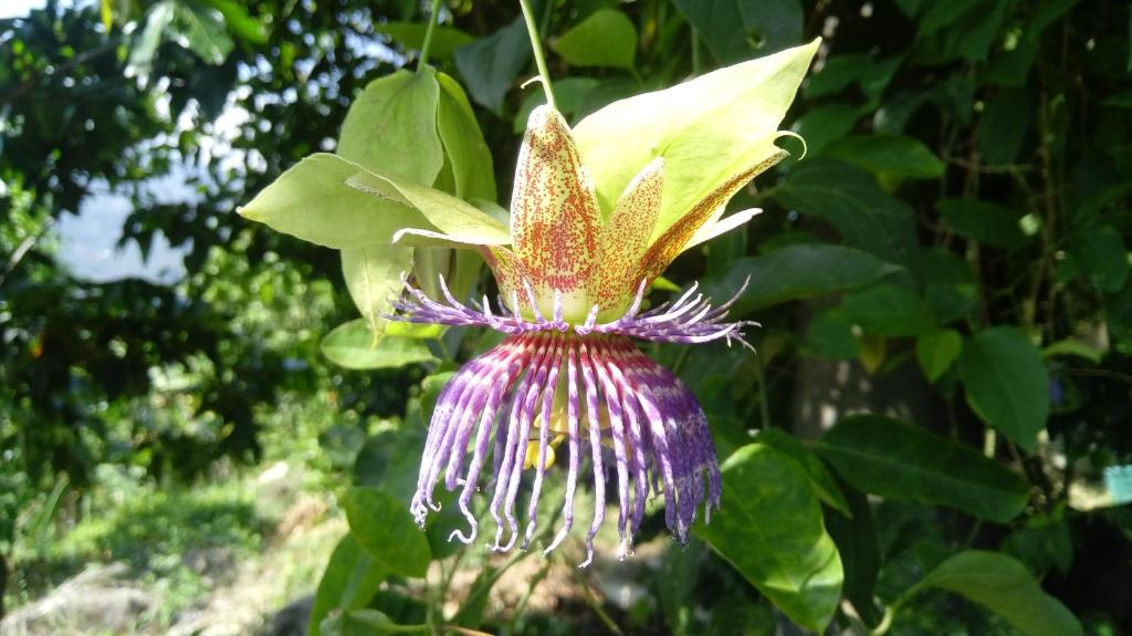 Zahrada ubytování El Cielo Biohospedaje - Refugio Sostenible en la Naturaleza