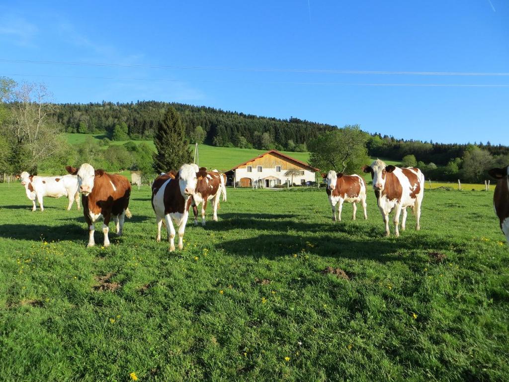 una manada de vacas de pie en un campo de hierba en La ferme du bonheur, en Pierrefontaine-les-Varans