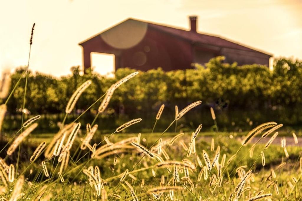 a field of tall grass with a barn in the background at CorteZecchina in Piove di Sacco