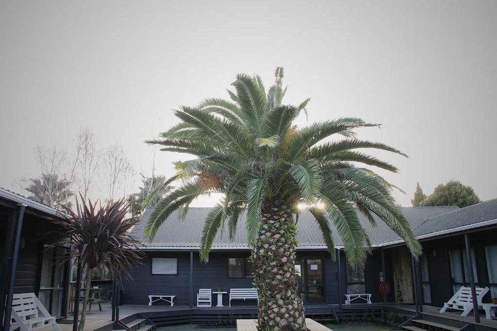 a palm tree in front of a blue building at Hugo & Carters Backpackers & Motel in Tauranga