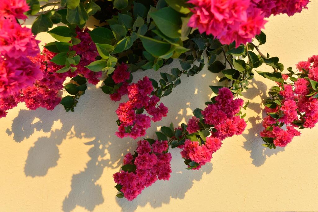 a bunch of pink flowers on a wall at Makronisos Village in Ayia Napa