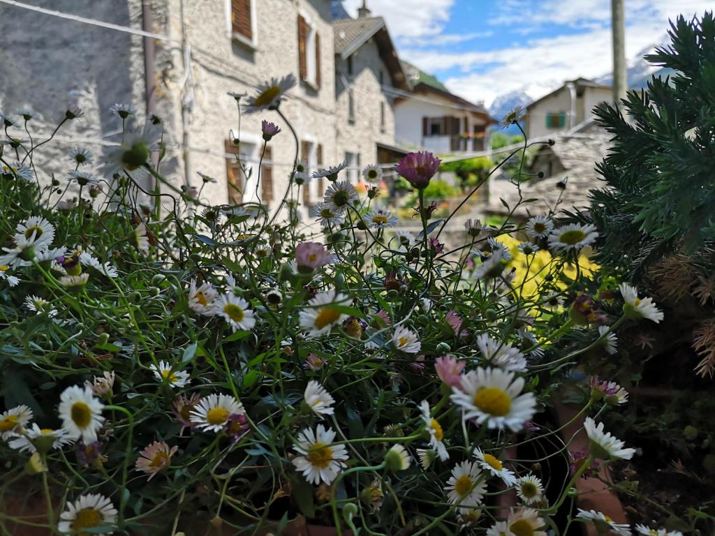 Ein paar Blumen vor einem Gebäude in der Unterkunft San Carlo in Chiavenna