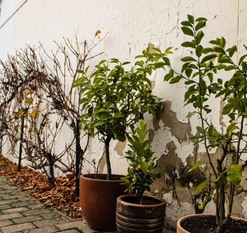 Vonkajšia záhrada v ubytovaní Il Galeone hotel