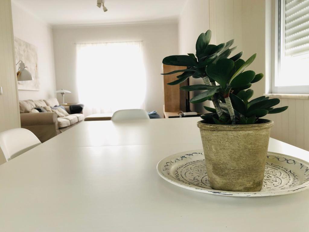 a potted plant sitting on a table in a kitchen at Apartamento espaçoso e confortável no centro do Montijo in Montijo