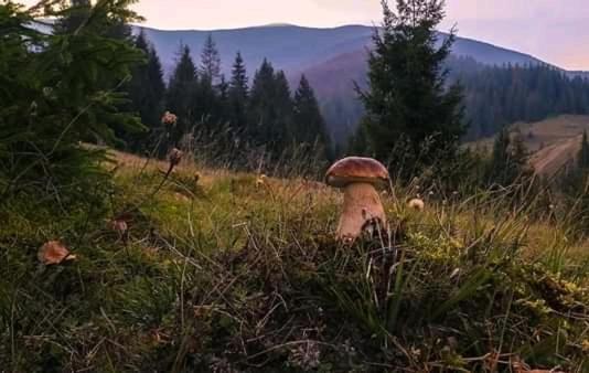 Příroda nedaleko penzionu – hostince