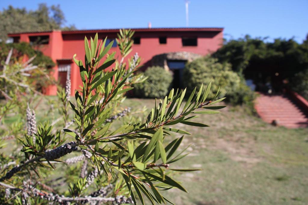 a pine tree with a red building in the background at Casa rural Entreaguas in Villanueva de la Vera