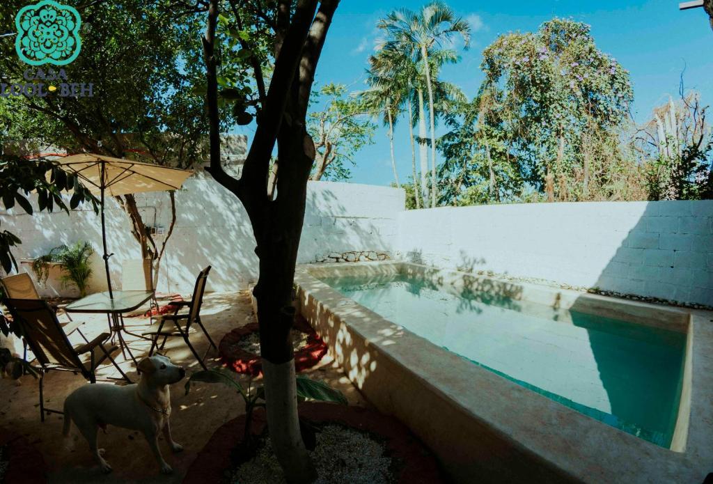 Photo from Casa Lool Beh in Mérida, Yucatán, Mexico