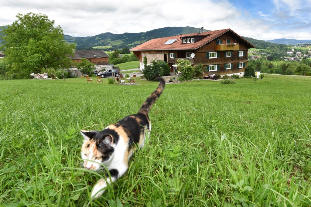 un chat qui marche dans l'herbe dans un champ dans l'établissement Familienbauernhof Köss Schertler, à Egg