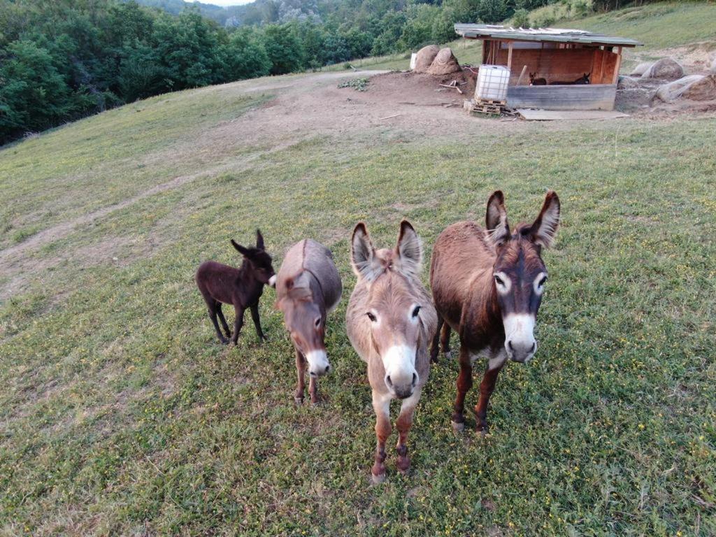 Zvieratá na farme alebo blízkom okolí