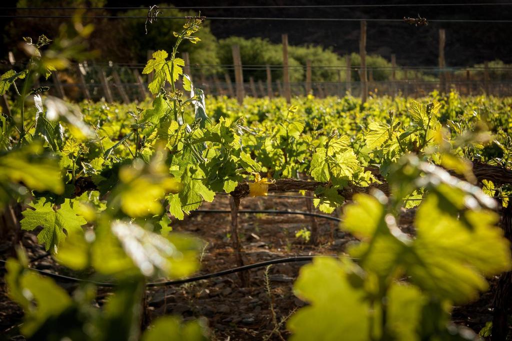 Zahrada ubytování Miraluna Bodega Boutique