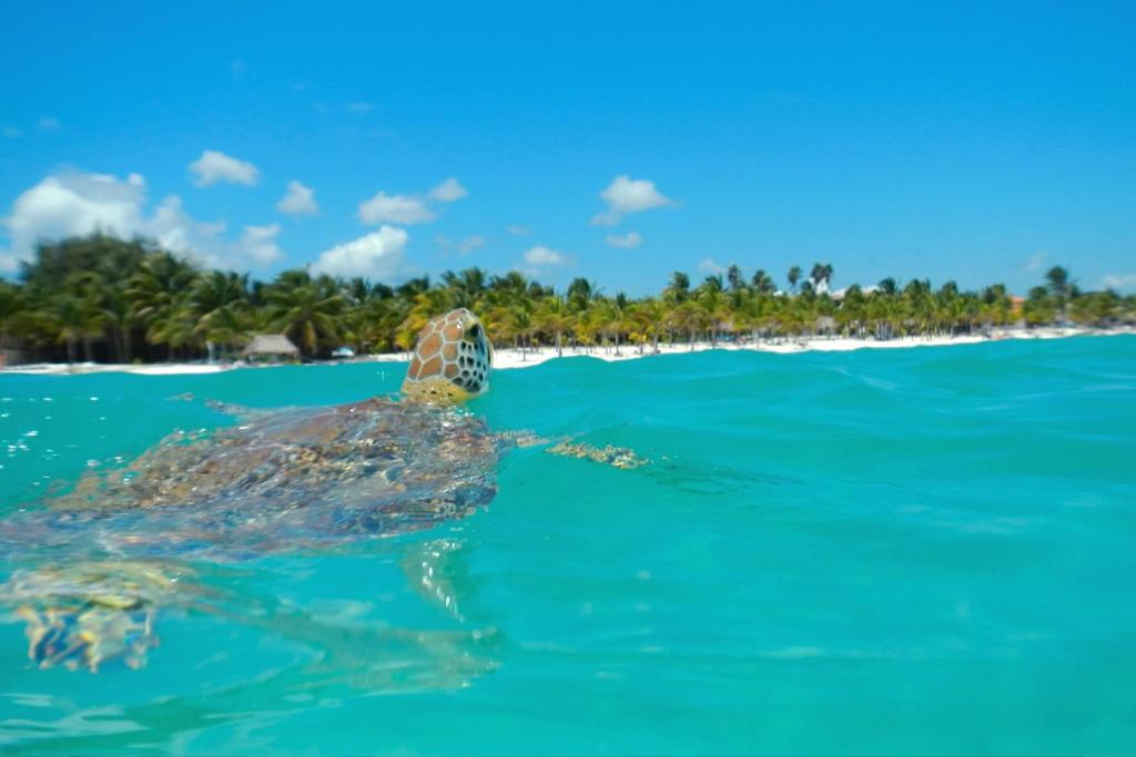 a green turtle swimming in the water near a beach at Beautiful & Cozy Studio in Akumal Paradise-Wifi, AC in Akumal