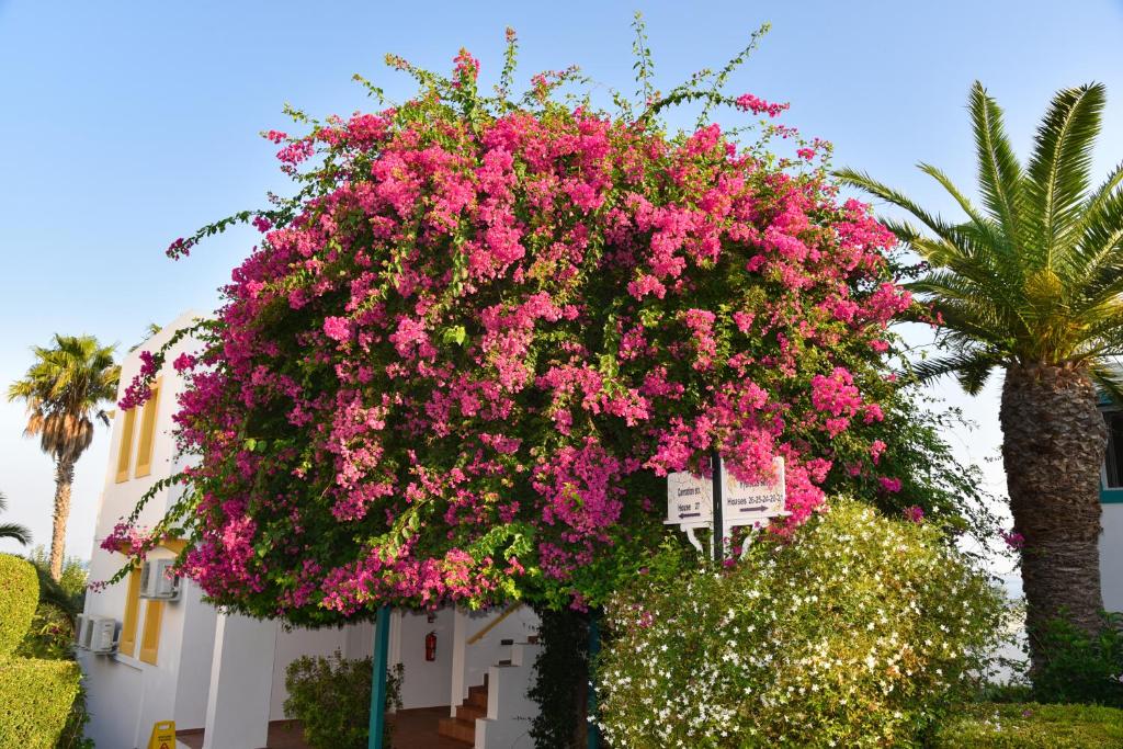 a hanging basket of pink flowers on a building at Mastichari Bay Hotel in Mastihari