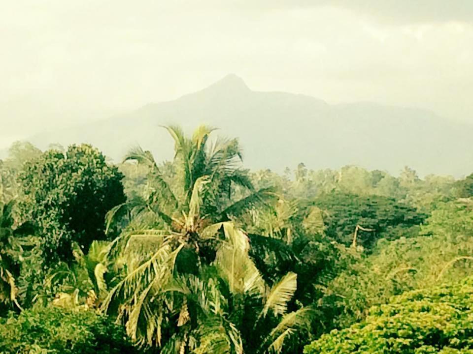 a view of a jungle with a mountain in the background at Sura Homestay Kandy in Kandy