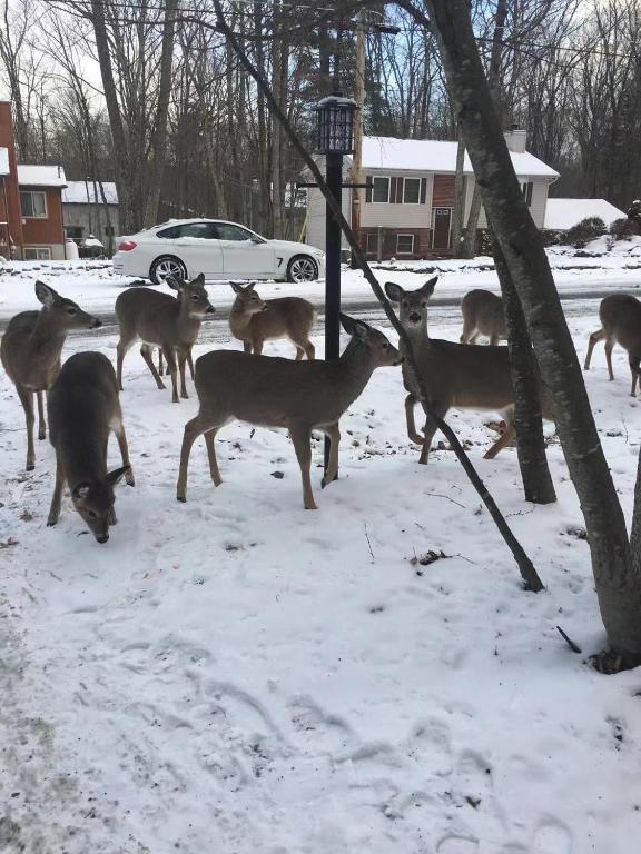 Zvířata v prázdninového domu nebo okolí