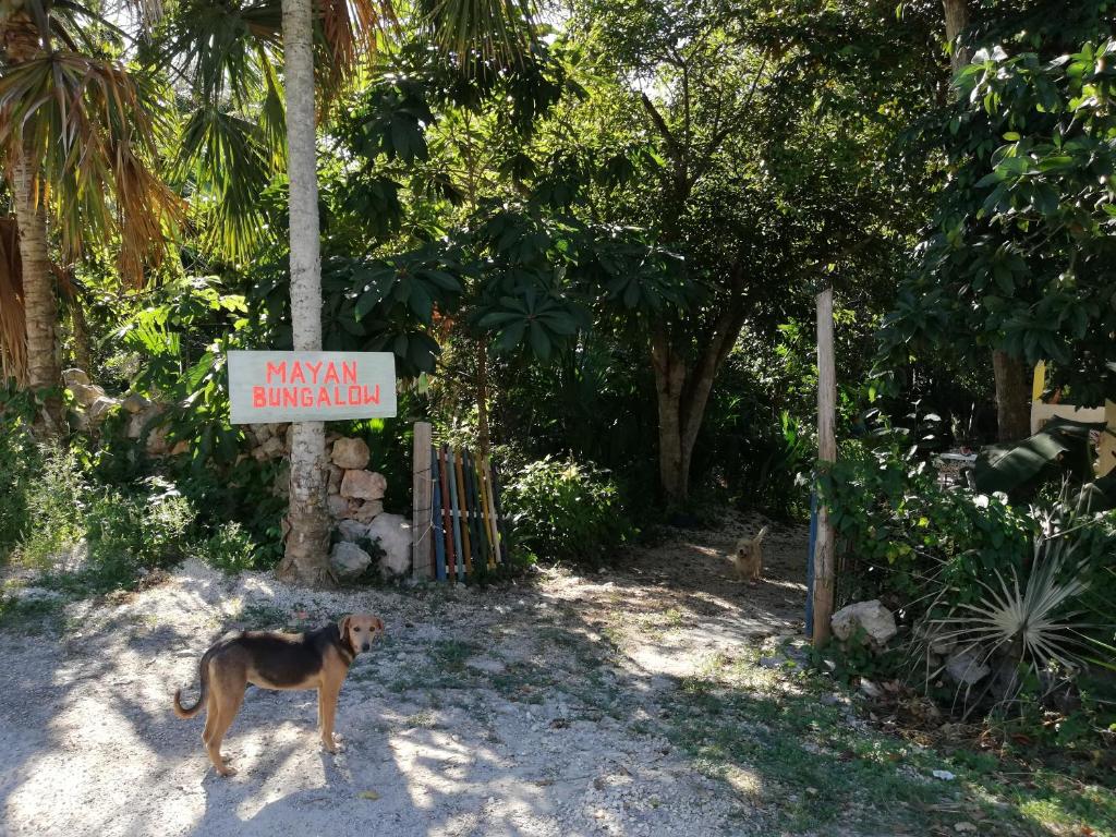 Domácí mazlíčci ubytovaní s hosty v ubytování Mayan Bungalow Near Chichén
