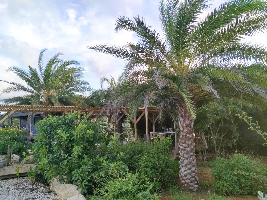 Zahrada ubytování Red Palm Village
