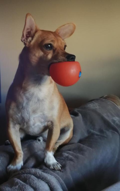 Casa dos Pingos de Mel - 19