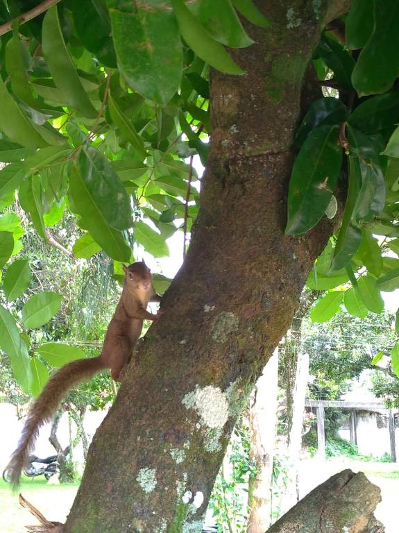  Pousada Recanto Itaguá