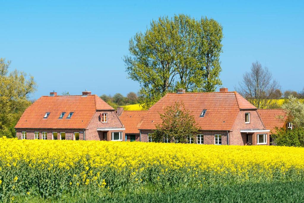 two houses on a hill with a rapeseed field at Am Hut in Neukirchen