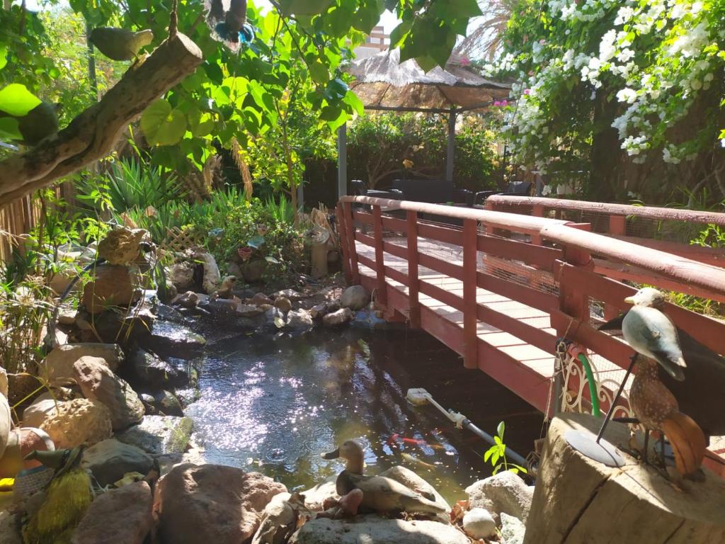 un étang dans un jardin avec une clôture et un pont dans l'établissement Lotus turtle garden Eilat, à Eilat