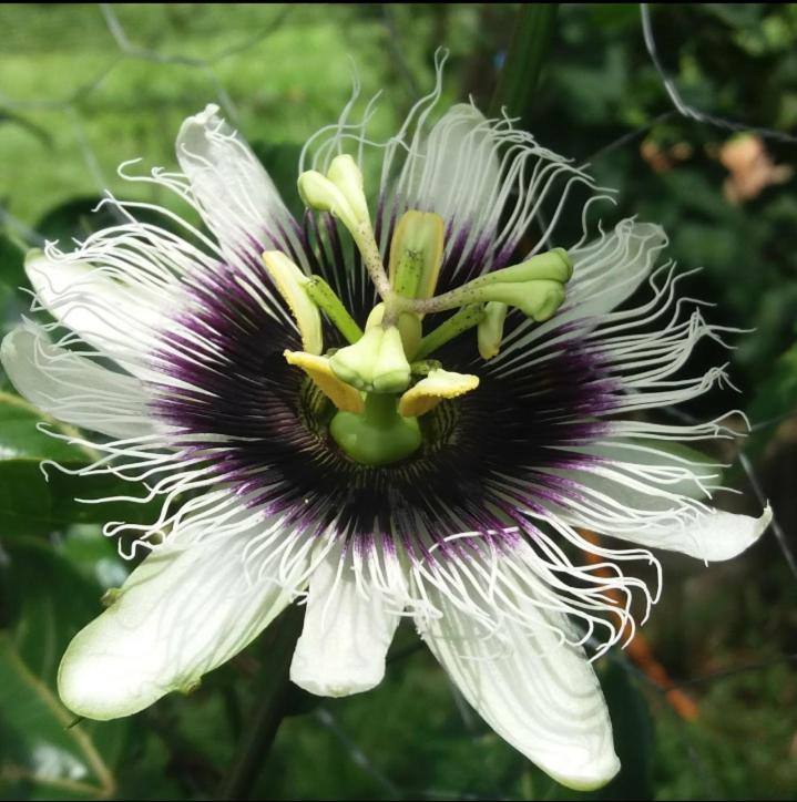  Chácara das flores