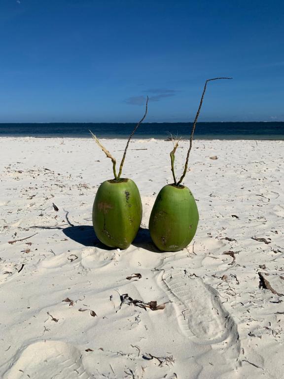 two green fruits sitting in the sand on the beach at Elegant Studio Bamburi Beach in Mombasa