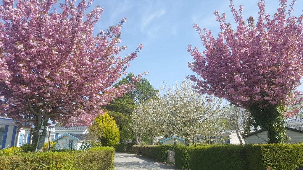 VertonにあるCamping Caravaning Les Cerisiers Berck sur merの庭のピンクの花々を持つ二本の木