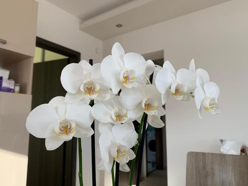 a bunch of white flowers in a vase at Orchidea Apartmanház Egerszalók in Egerszalók