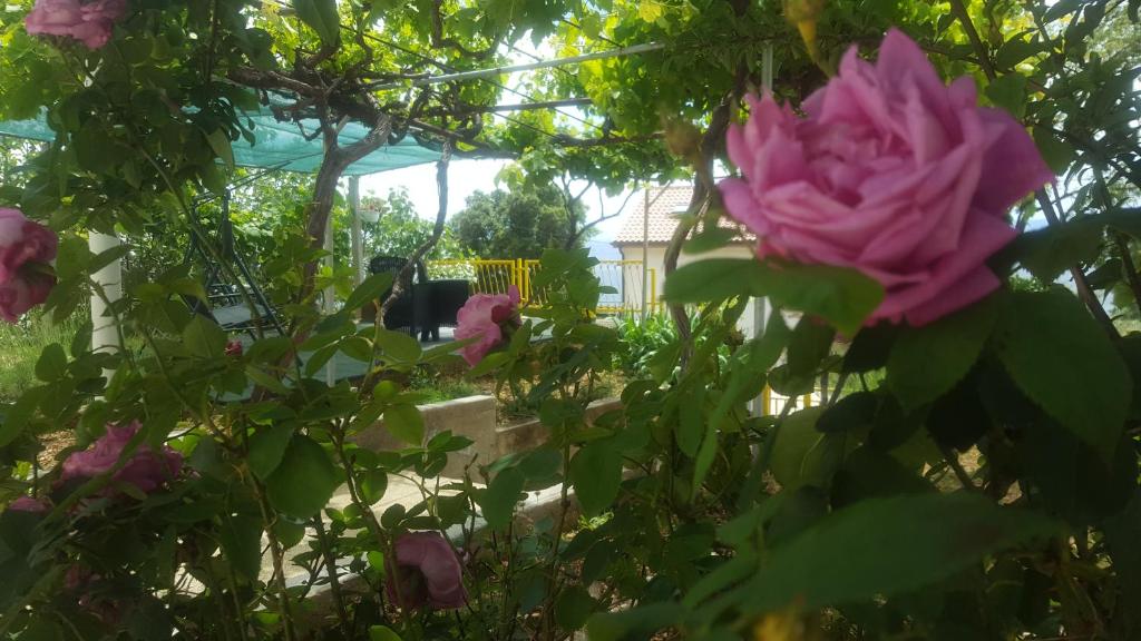 a pink rose is growing in a garden at Apartments Laura in Stara Baška