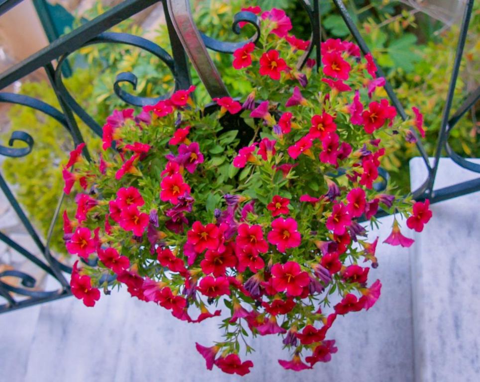 Zahrada ubytování Flowers studios