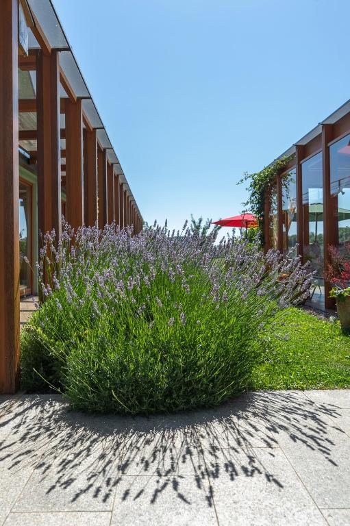 Zahrada ubytování B&B Villa Angelina