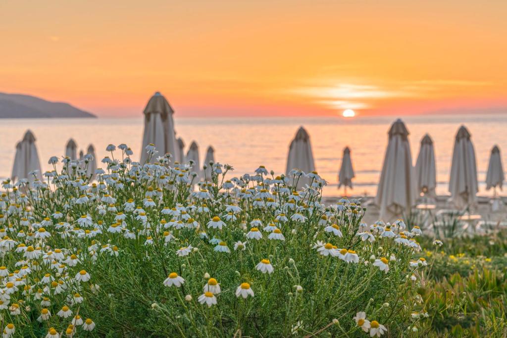 a field of flowers in front of a beach with umbrellas at Hotel Biodola in Portoferraio
