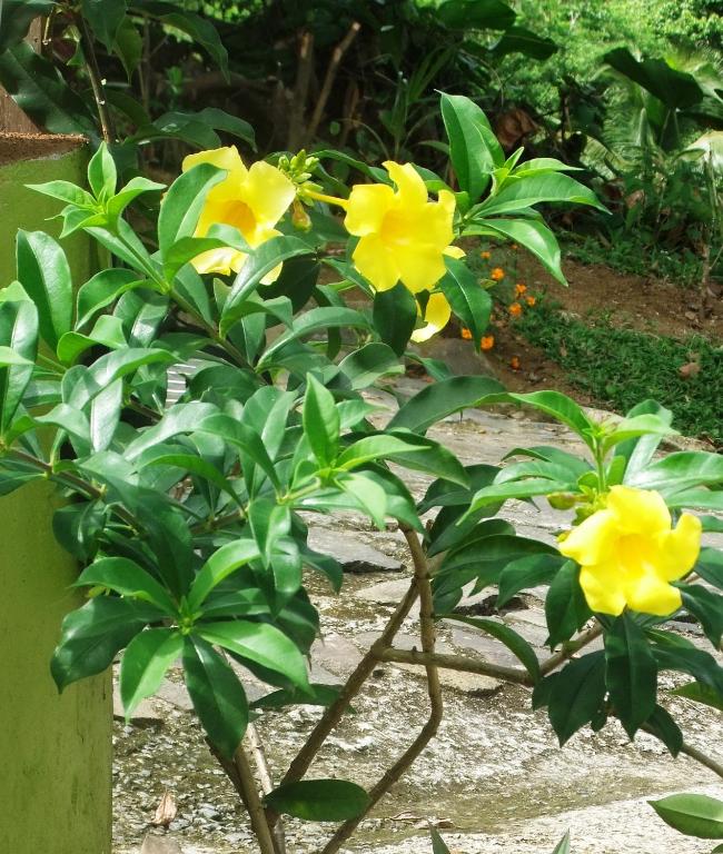 Zahrada ubytování Serenity Lodges Dominica