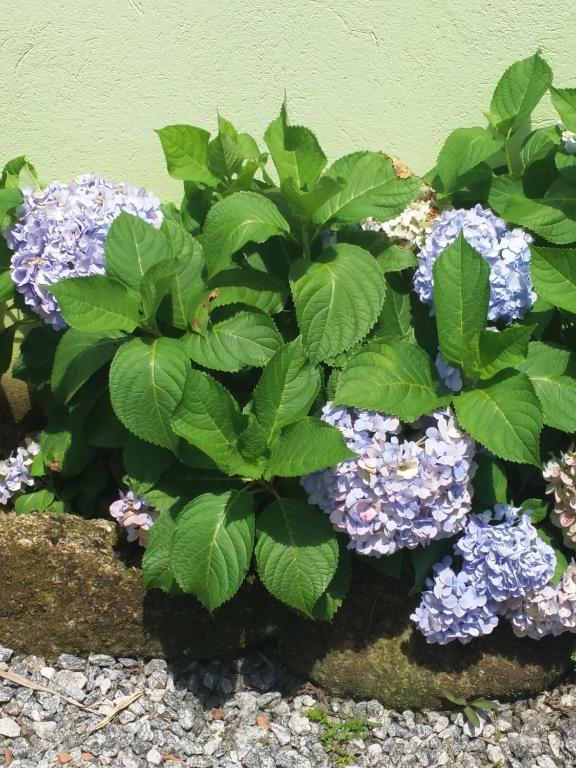  Pousada Canto Verde
