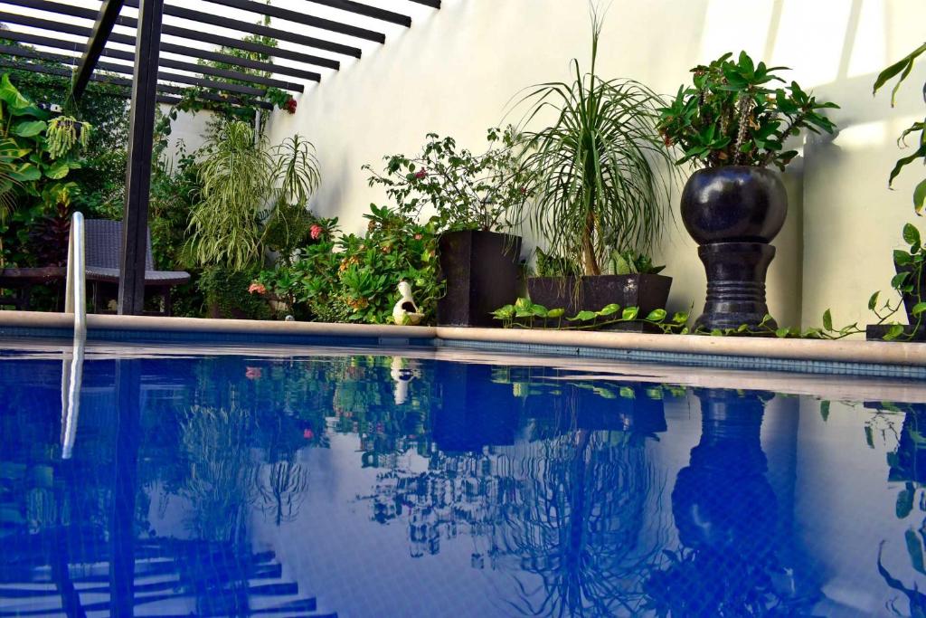 a swimming pool in a garden with potted plants at Hotel Casa Rosario in Valladolid