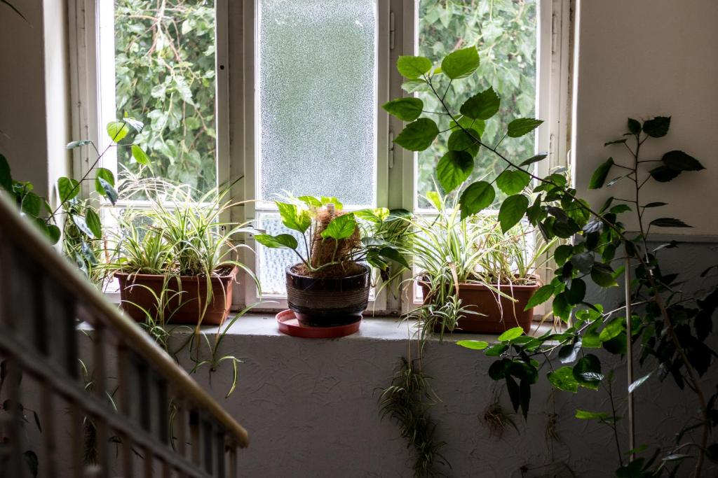 Zahrada ubytování Hostel Dakura