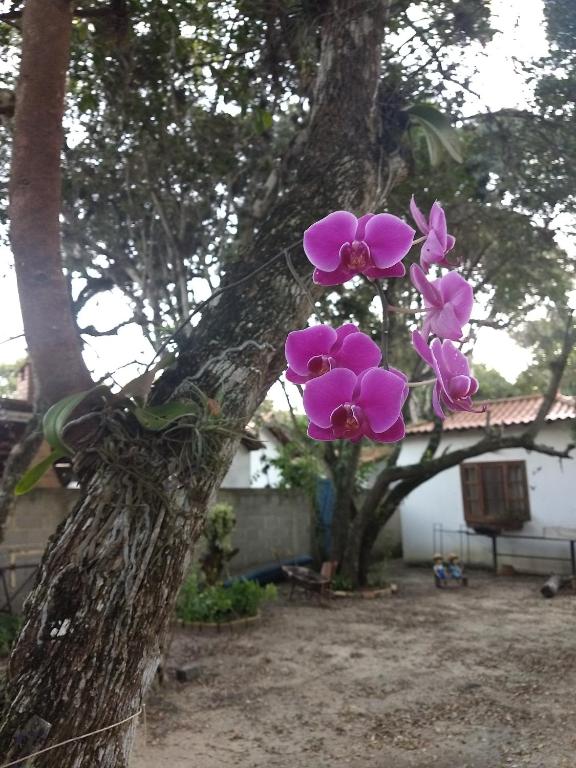  Casa das Orquídeas