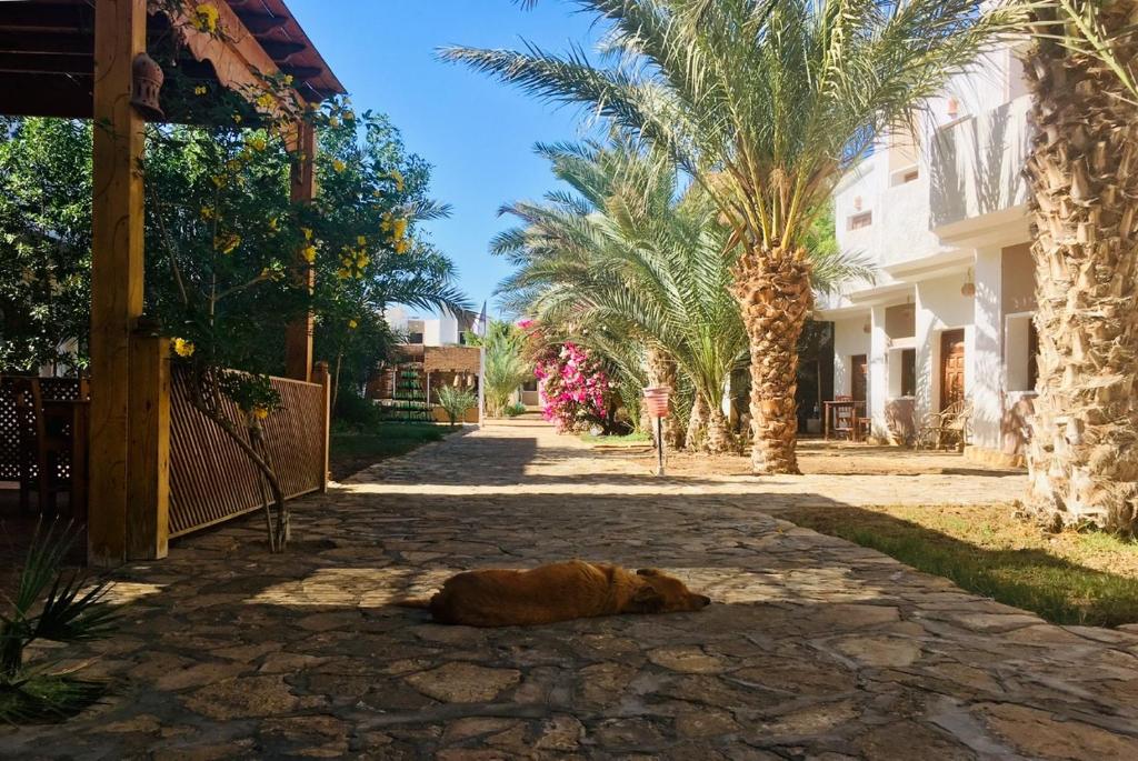 a dog laying on the ground in a street at Jowhara Hotel in Dahab
