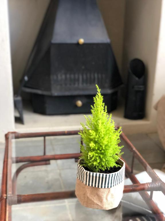 a small green plant in a pot on a table at Caledon Country House in Clarens