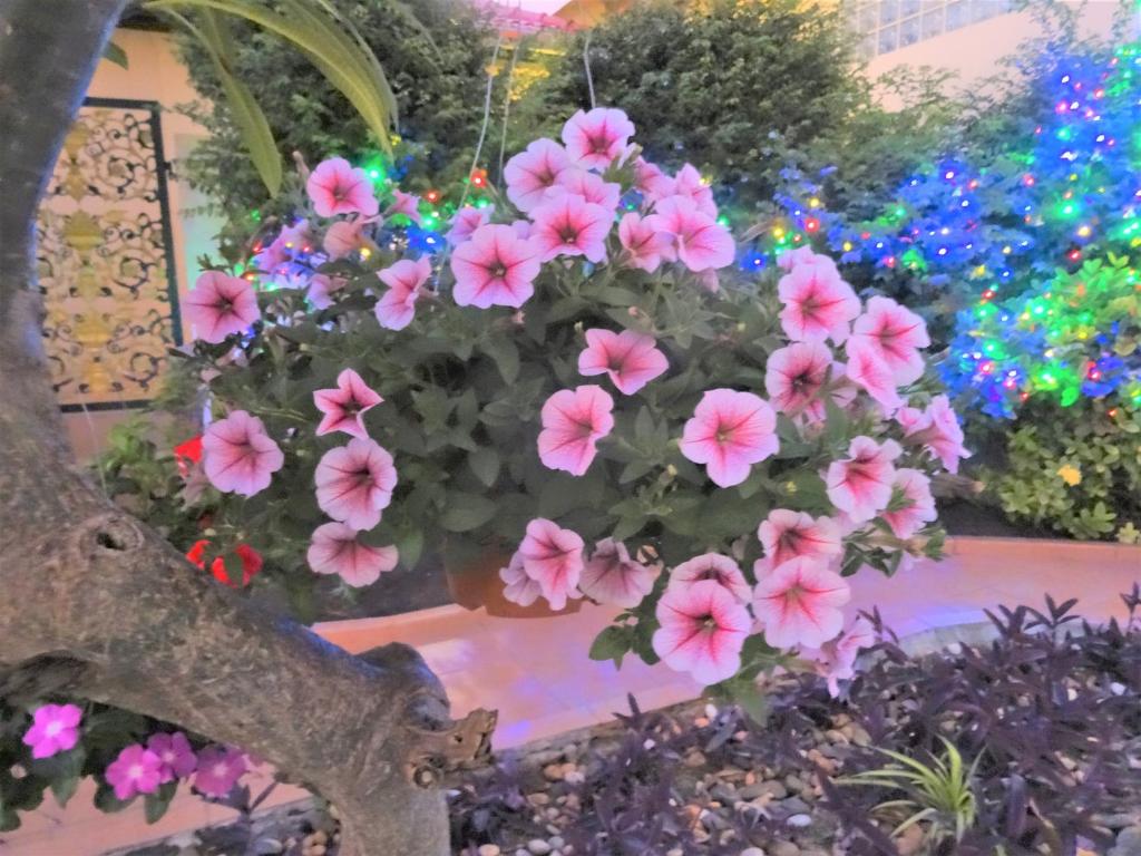 BUTTERFLY GARDEN BOUTIQUE RESIDENCES Apts and villas, A Lifestyle Destination Ex Lg 1-3 bedroom units , Full kitchen, 2 Full bathrooms, Rain shower, Spa bath, FREE BBQ, Free fast fiber optic WIFI, Staff 24-7 - Resim 25