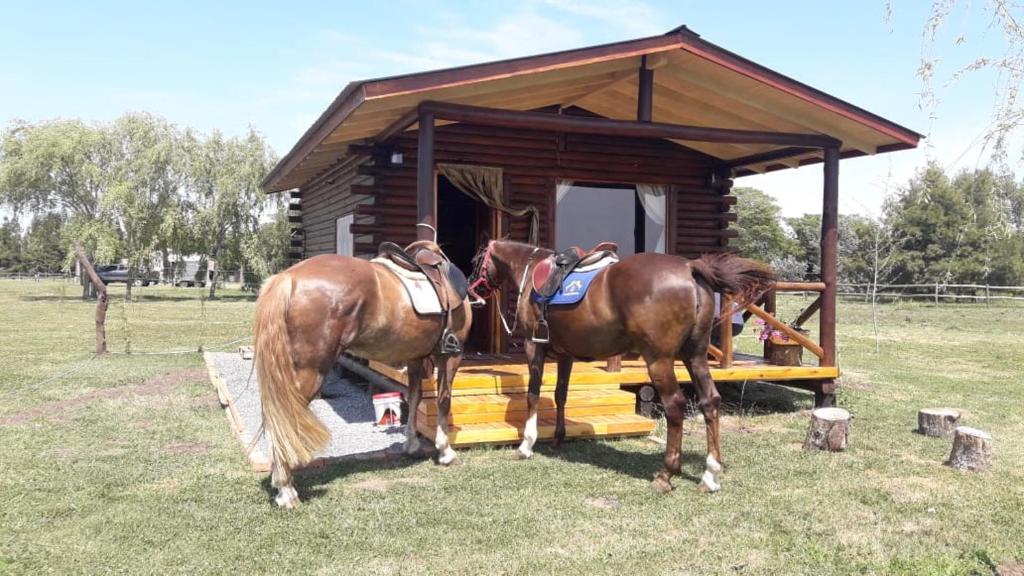 due cavalli in piedi di fronte a una piccola cabina di Cabaña Rural El Encuentro a San Antonio de Areco