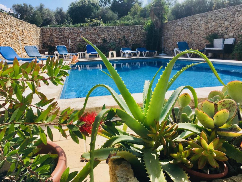 a swimming pool with a bunch of plants next to it at Botanica B&B in Xagħra