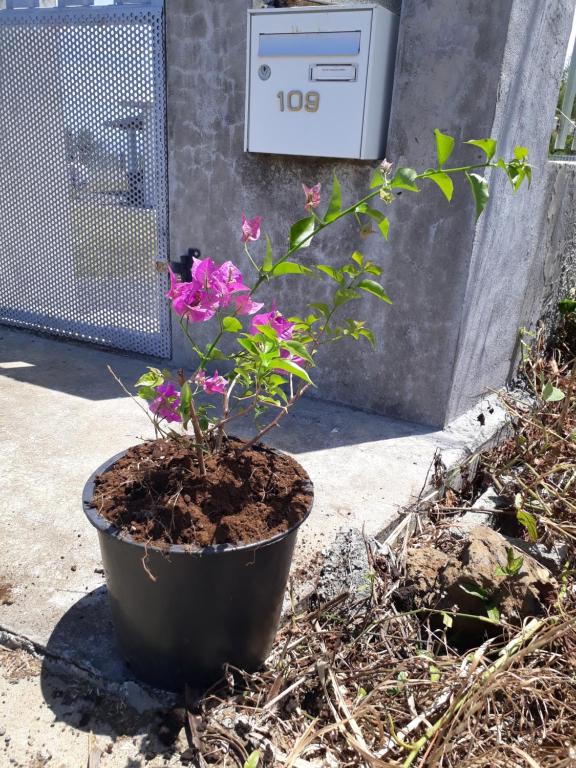 Gîte des Dodos外面的花园