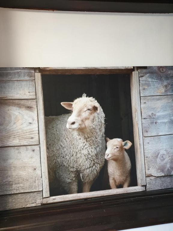 a sheep and a baby lamb looking through a window at Owczarnia in Szczyrk