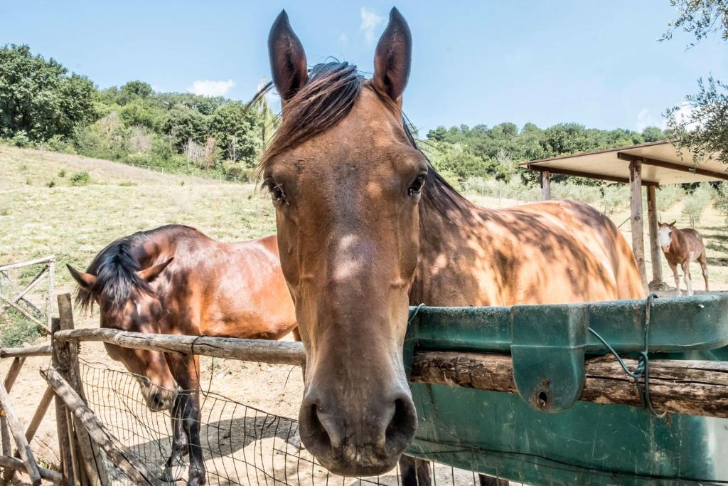 Agriturismo Goccia di Luna