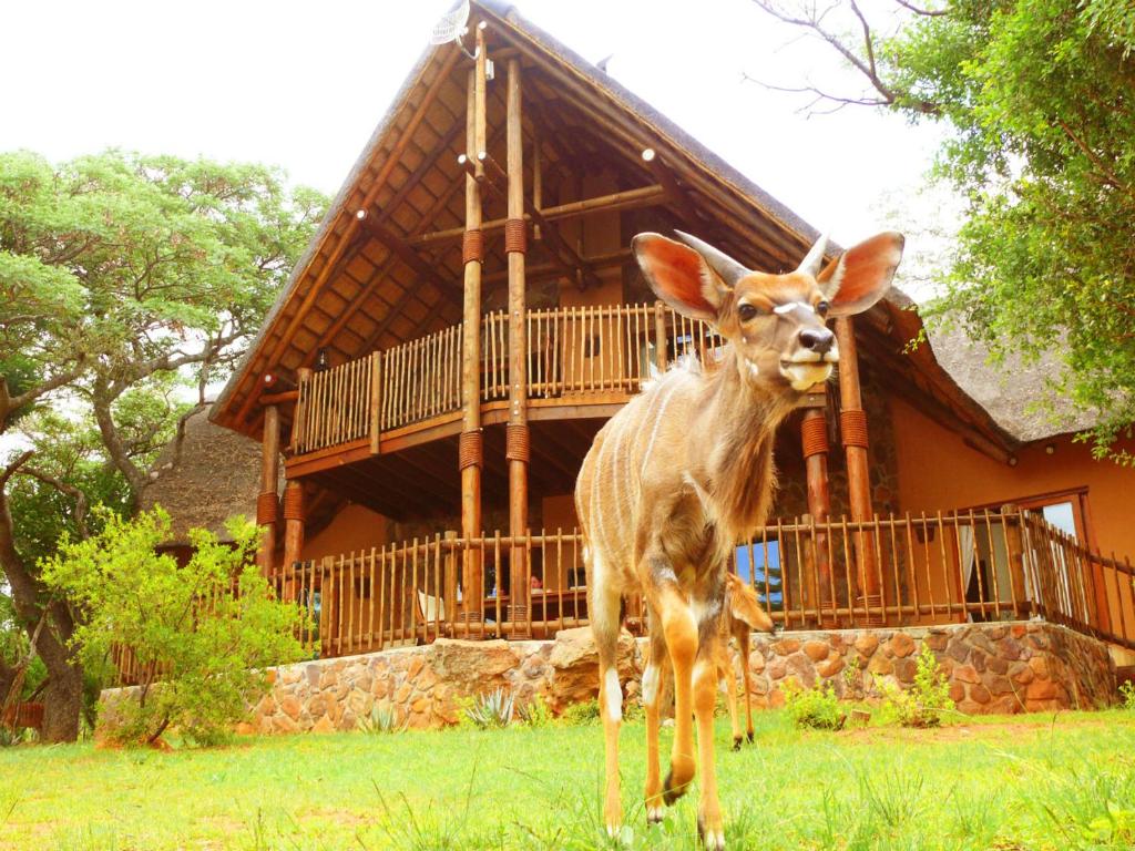 Gallery image of Kololo Game Reserve in Welgevonden Game Reserve