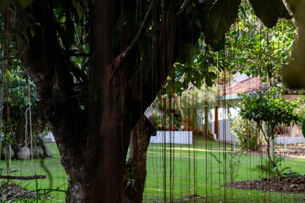 Zahrada ubytování Casa El Cedro