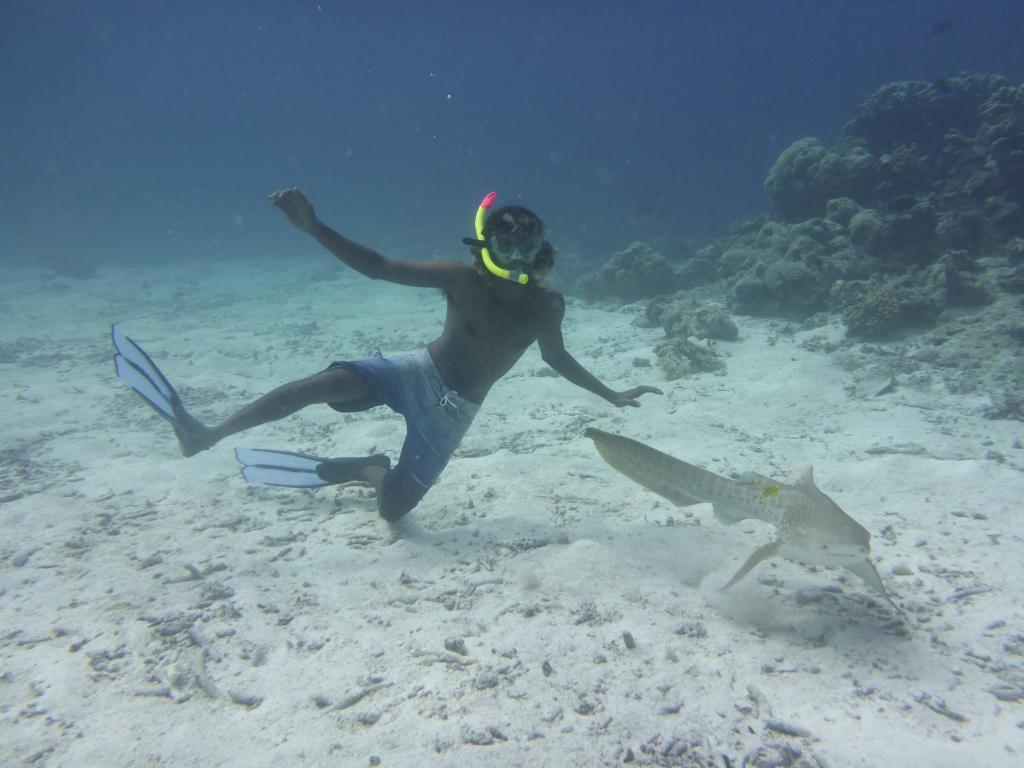Hosté ubytování Koimala Beach Ukulhas
